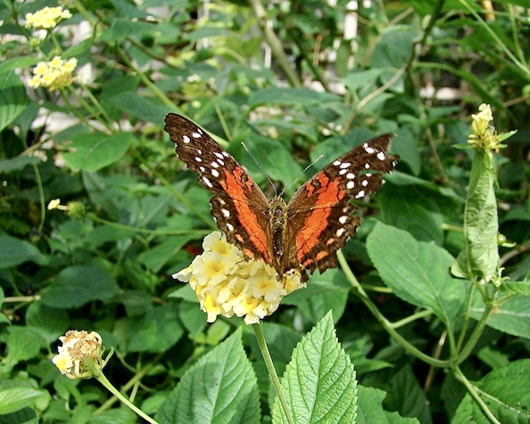 scarlet peacock